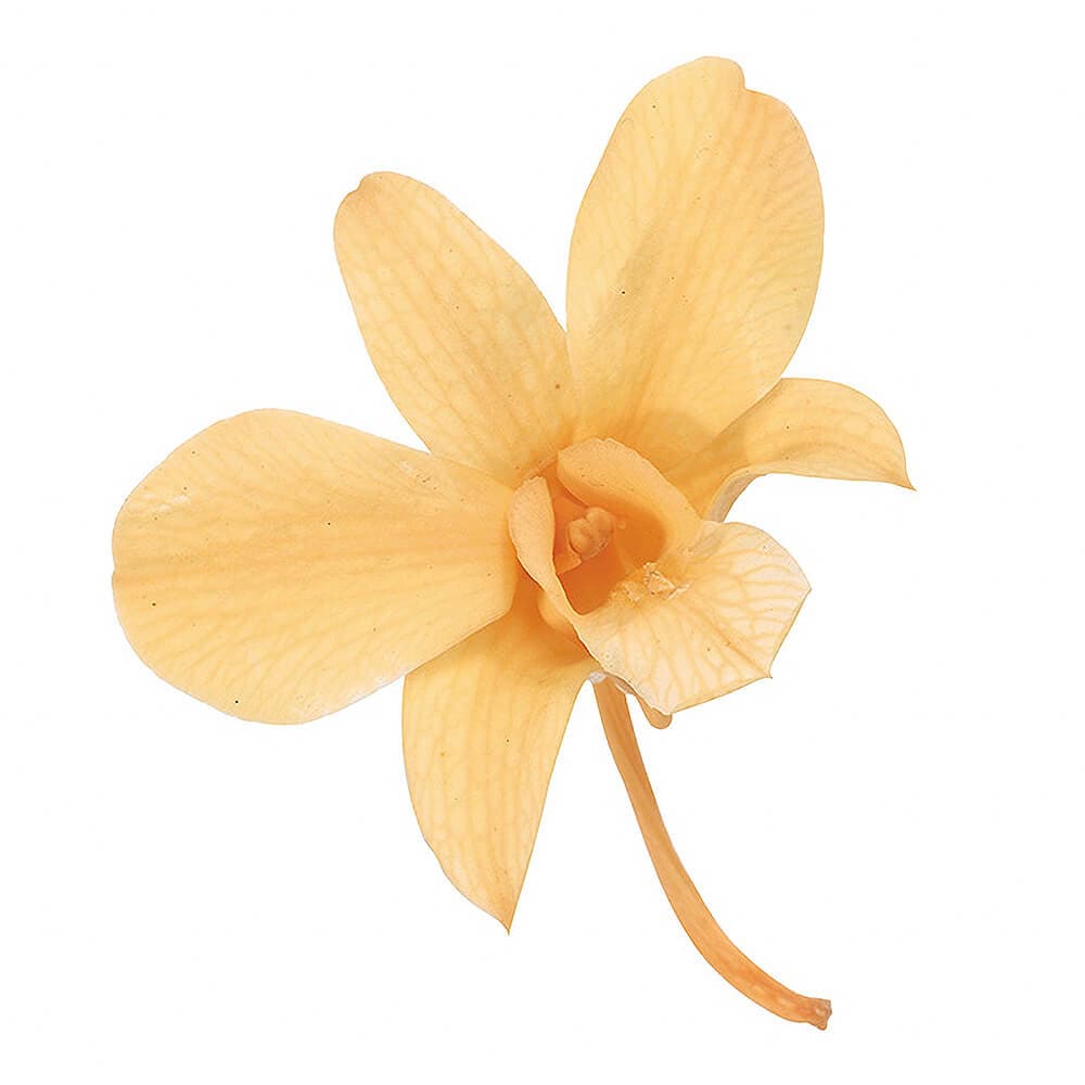 rui様。専用　フレッシュ・デリ('03デンマーク) レンタルアップ版 imgrc0111726193.jpg