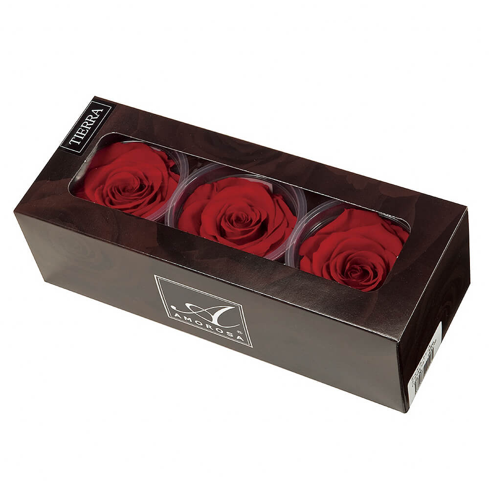 �ƥ�����ȥ쥹����å��ץ�ࡡ3�ء������������DD001102-052�ڥץꥶ���֥ɥե���