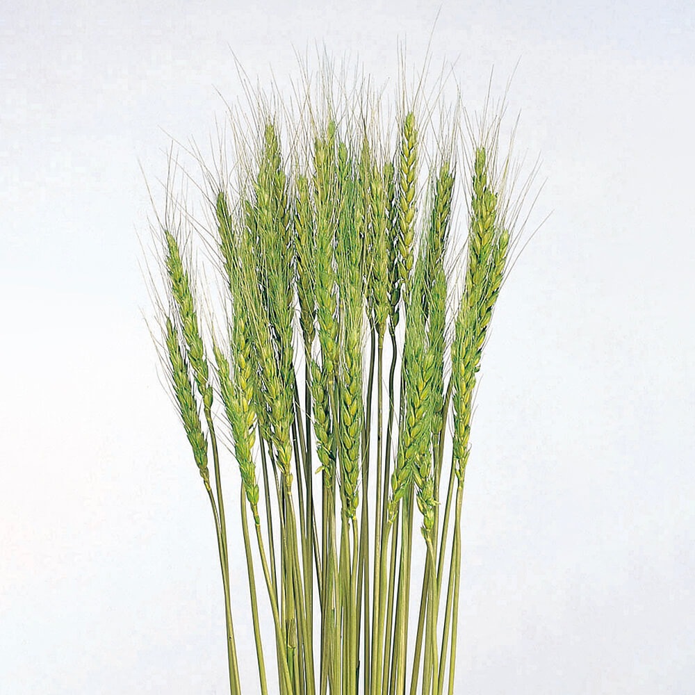 �� �ᥤ���꡼��DRO50080-770�ڥɥ饤�ե���