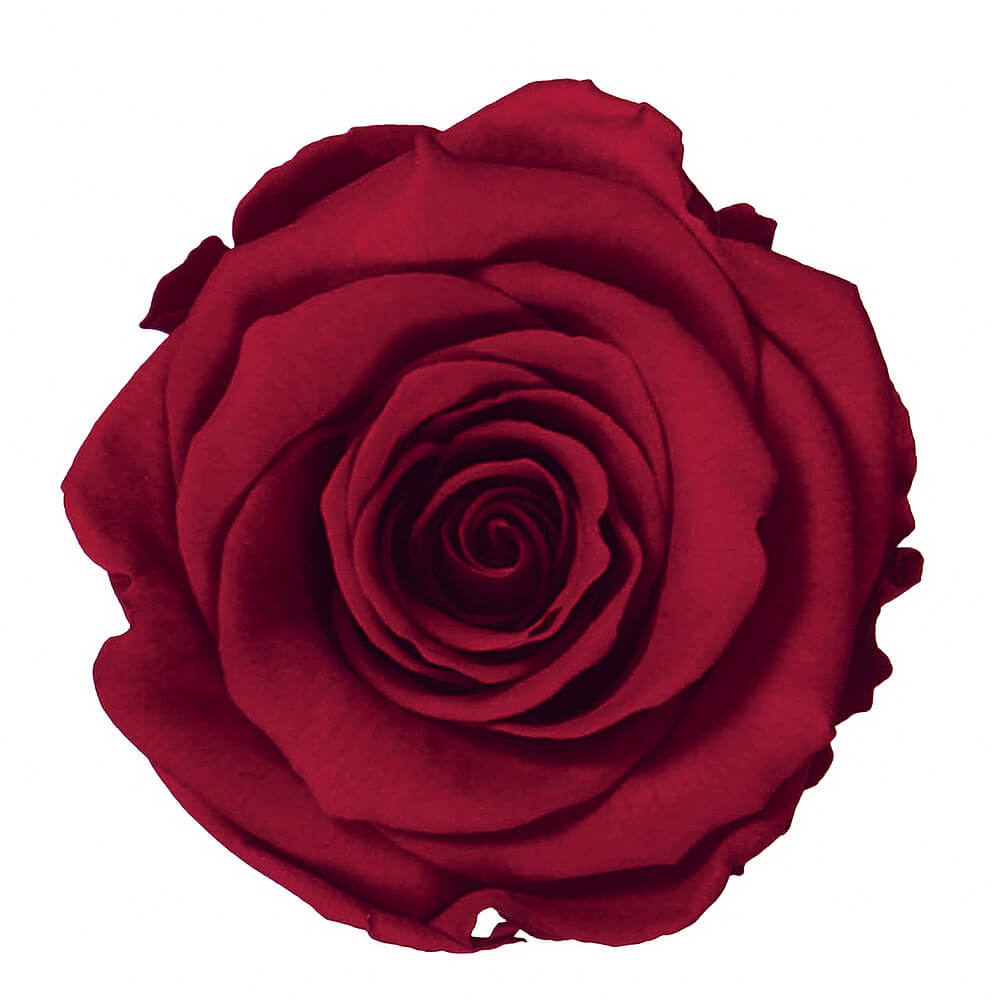 �ƥ�����ȥ쥹������ƥ�������åɡ�3�ء������������DD001102-031�ڥץꥶ���֥ɥե���