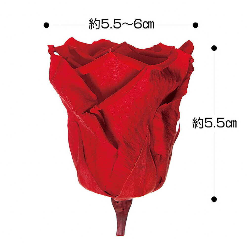 �ƥ�����ȥ쥹������ƥ�������åɡ�3�ء������������DD001102-031�ڥץꥶ���֥ɥե���