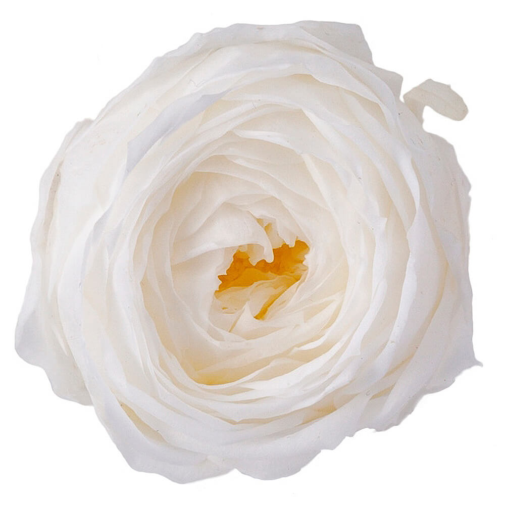 �������������åȡ��ۥ磻�ȡ�9�ء��������ࡡDO002730-011�ڥץꥶ���֥ɥե���