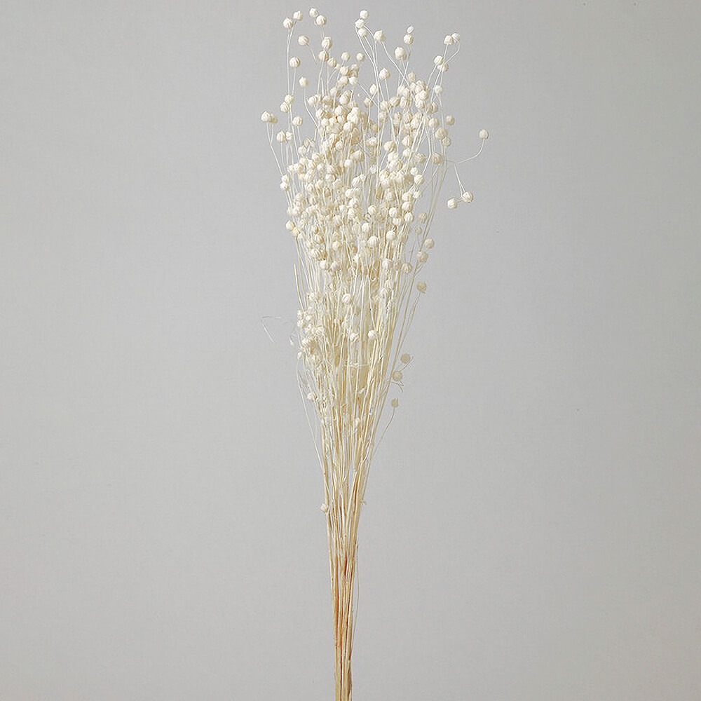 リンフラワー ホワイト DO035010-011【ドライフラワー】通販｜GREEN PIECE