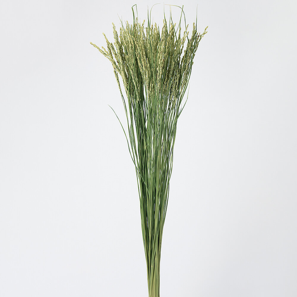 ���ʥ�NG��DRO50110-020�ڥɥ饤�ե���