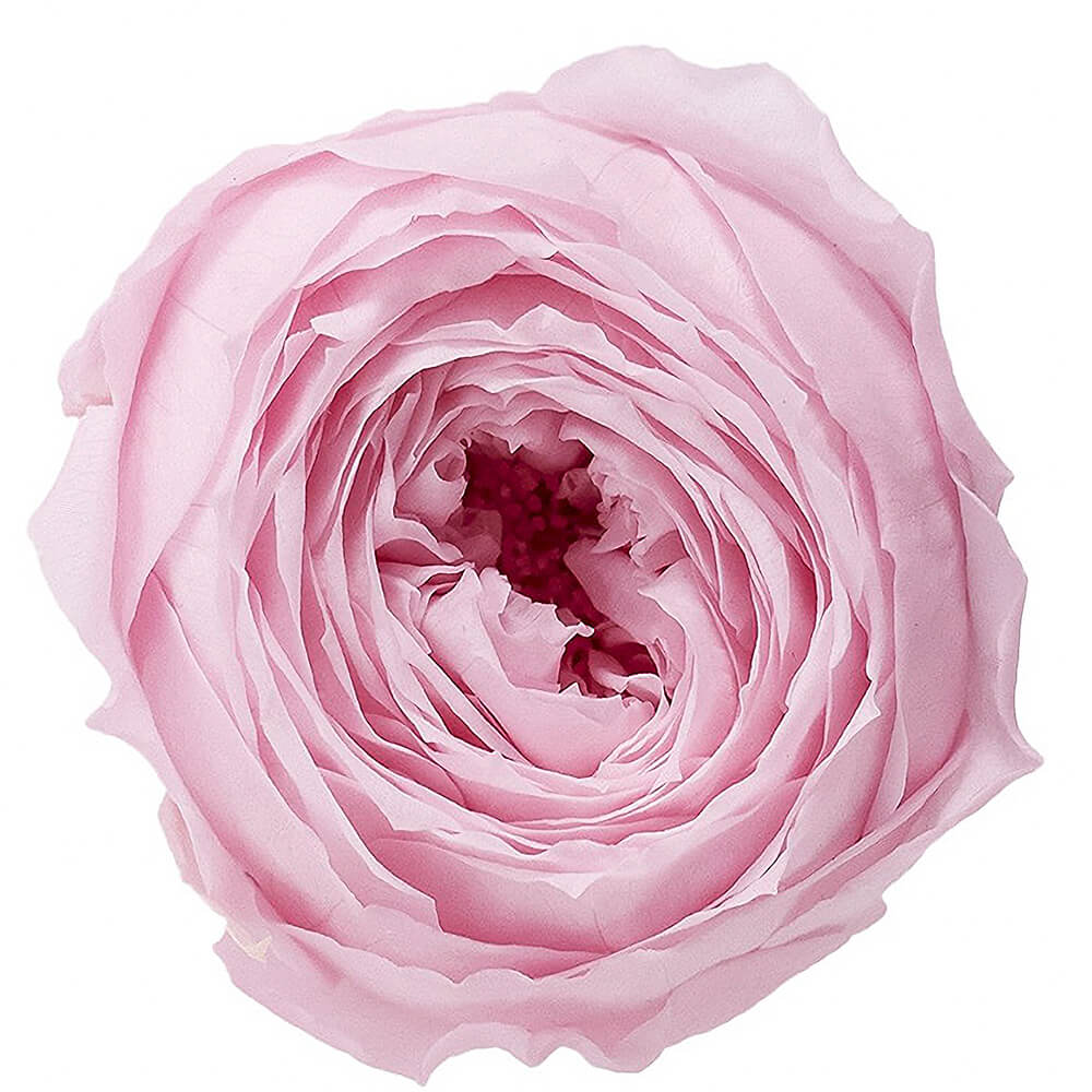 �������������åȡ����㡼�٥åȥԥ󥯡�9�ء��������ࡡDO002730-102�ڥץꥶ���֥ɥե���