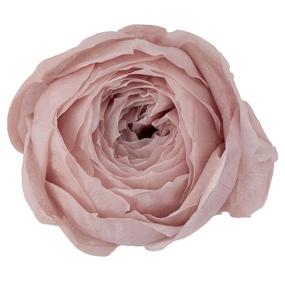 Rose Confiture，果酱 コンフィチュール New Japanese Rose. - Etsy