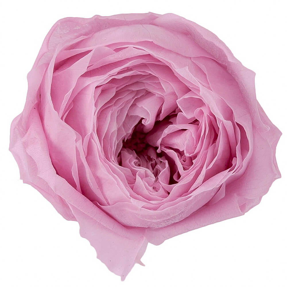 �������������åȡ����ꥹ����ԥ󥯡�9�ء��������ࡡDO002730-111�ڥץꥶ���֥ɥե���