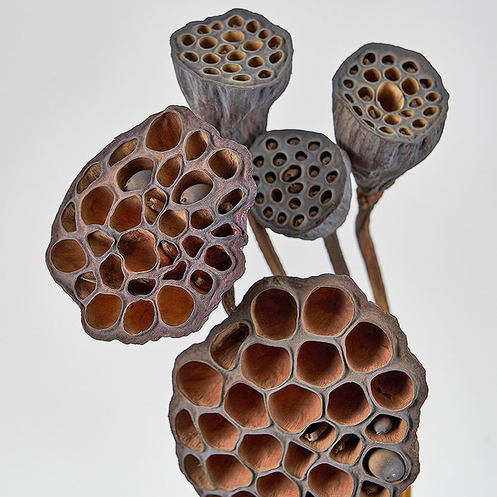 �ϥ����ƥ����羮�������ȡ�DN120006�ڥɥ饤�ե���