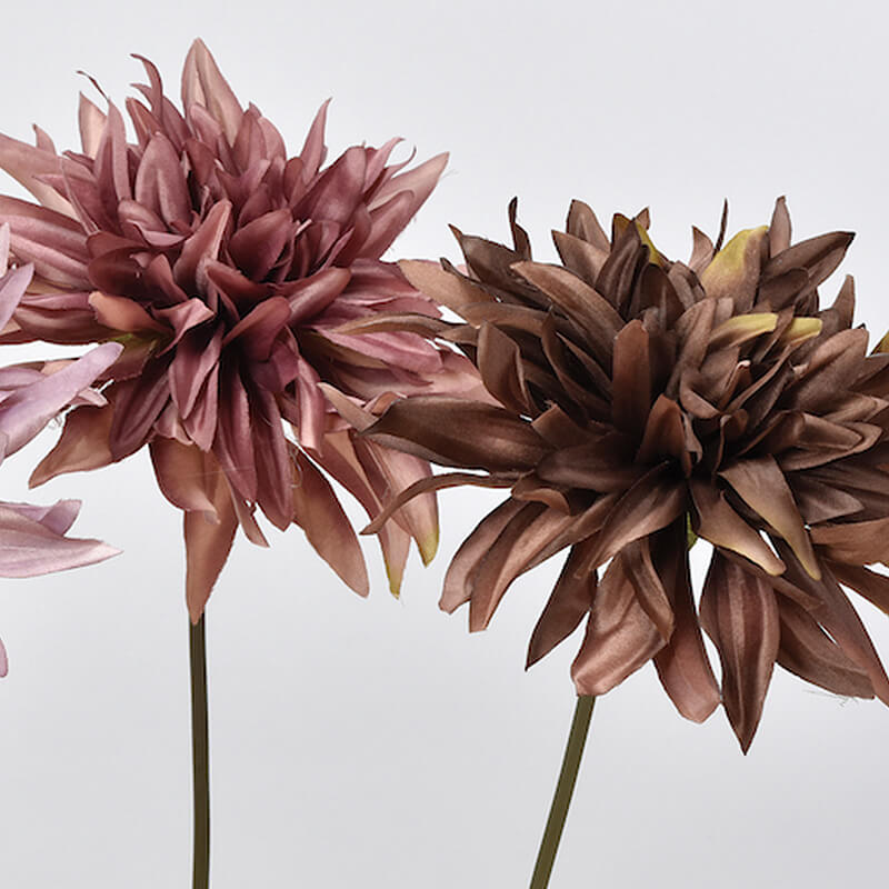 ダリア（感謝） 感謝」 花言葉 ダリアの写真素材 [49245392] - PIXTA