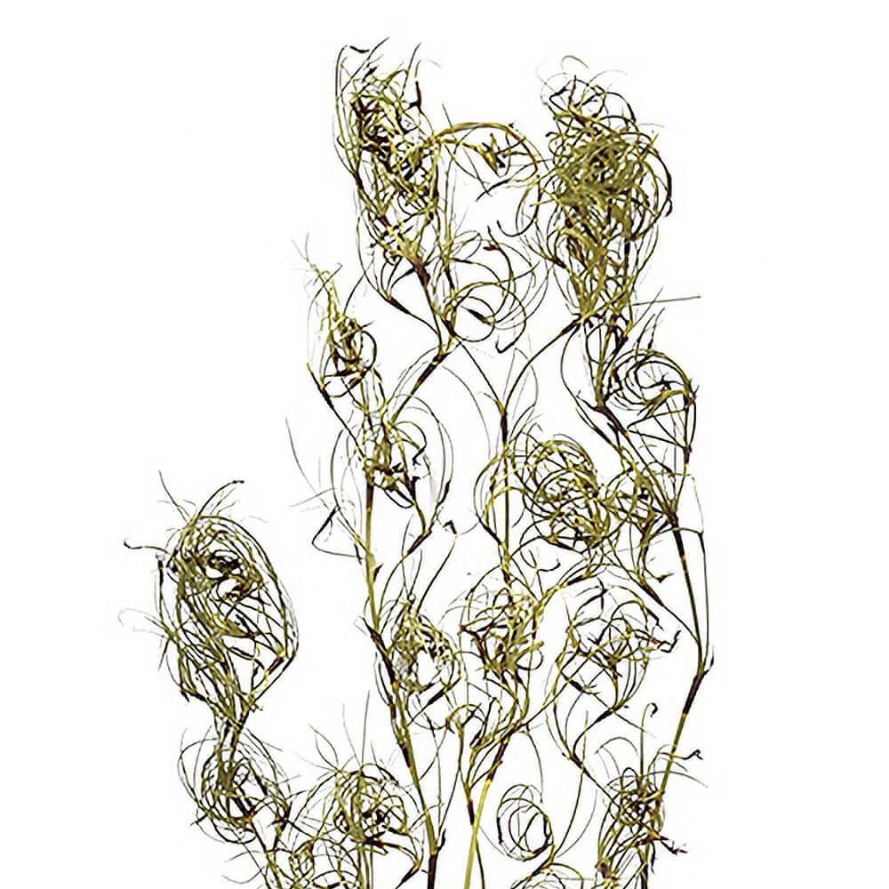 ネコポスいっぱい❇️くるくる♪ゴアナグロー❣️ ドライフラワー