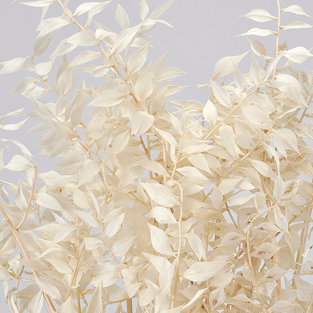 ラスカス・プリザーブド オフホワイト 大地農園 DO003560-011