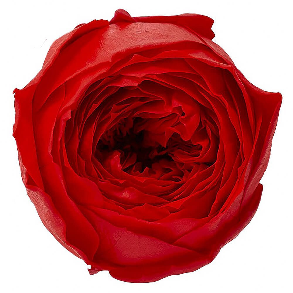 �������������åȡ���åɡ�9�ء��������ࡡDO002730-321�ڥץꥶ���֥ɥե���