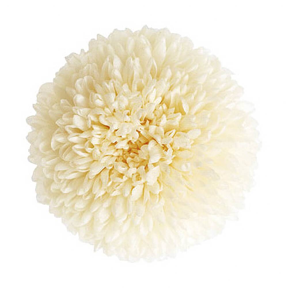 ポンポン菊 ホワイト 6輪 大地農園 DO002640-010【プリザーブド