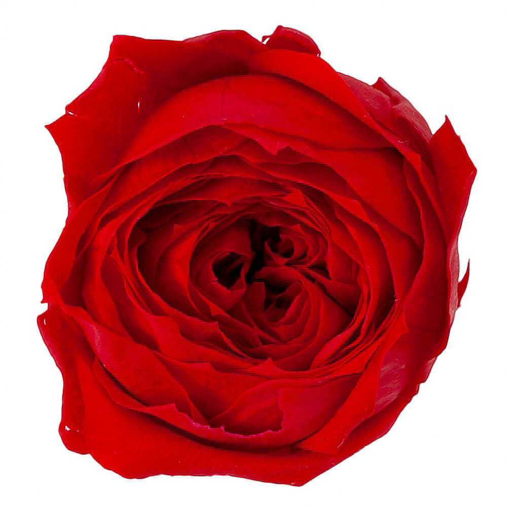 �������������åȡ����������åɡ�9�ء��������ࡡDO002730-331�ڥץꥶ���֥ɥե���