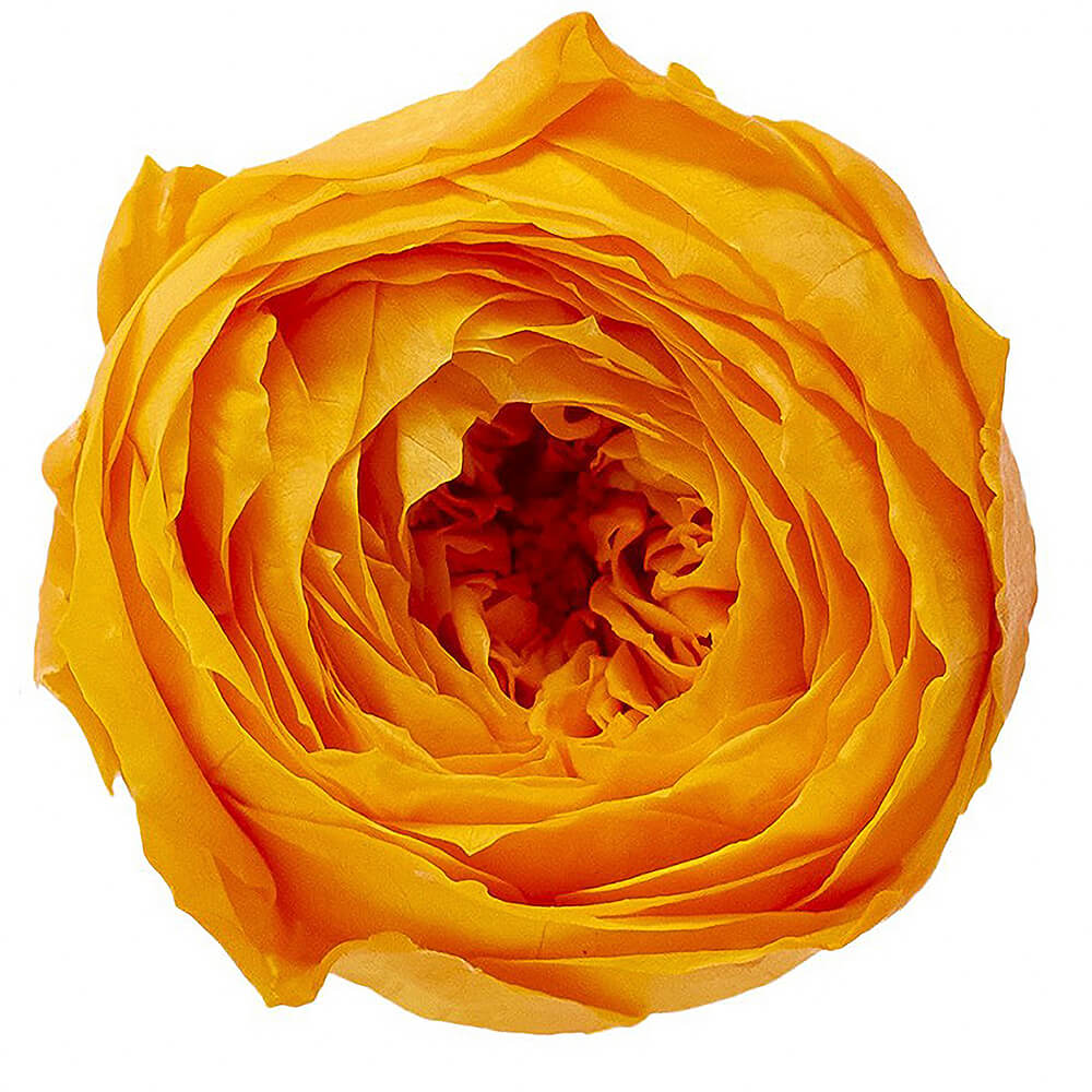 �������������åȡ��ե롼�ƥ�����󥸡�9�ء��������ࡡDO002730-351�ڥץꥶ���֥ɥե���