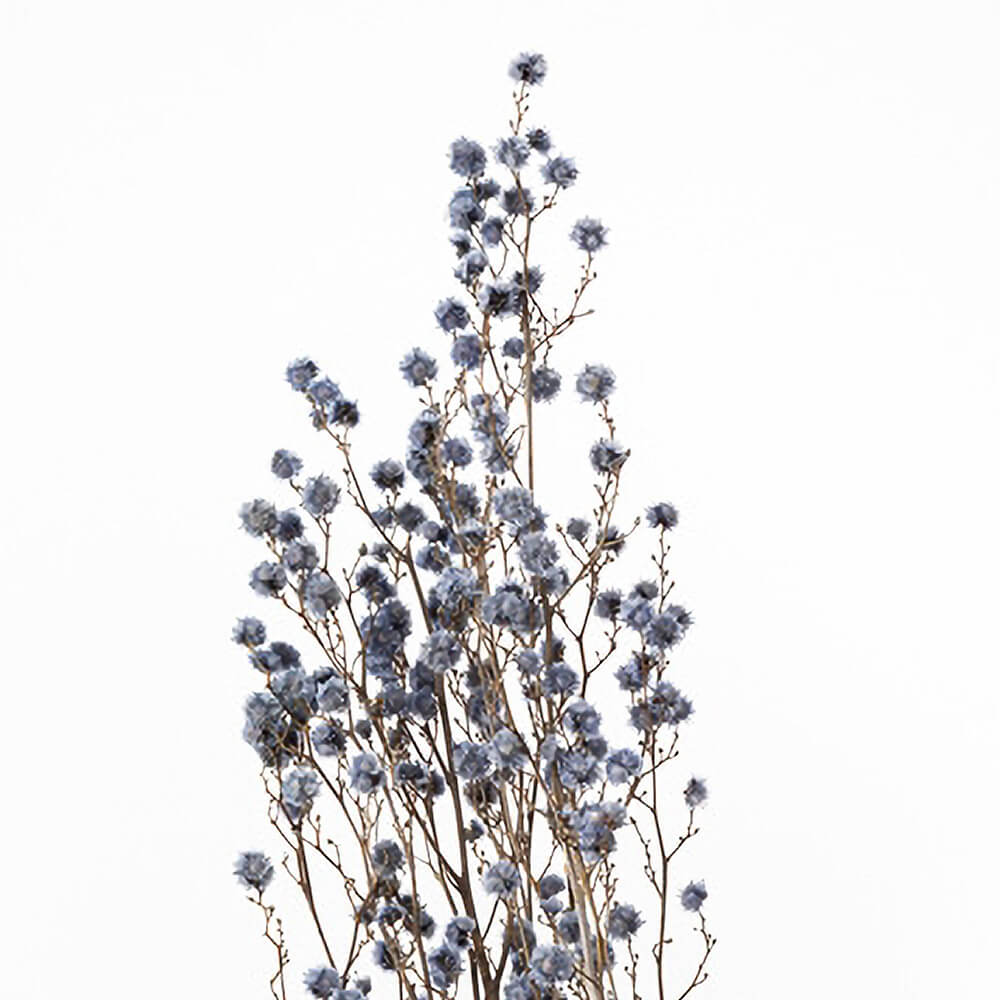 スターリンジャー ウォーターブルー DO040400-691【ドライフラワー