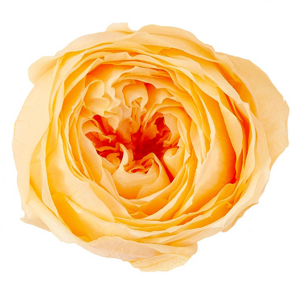 �������������åȡ�����ꥢ����󥸡�9�ء��������ࡡDO002730-361�ڥץꥶ���֥ɥե���