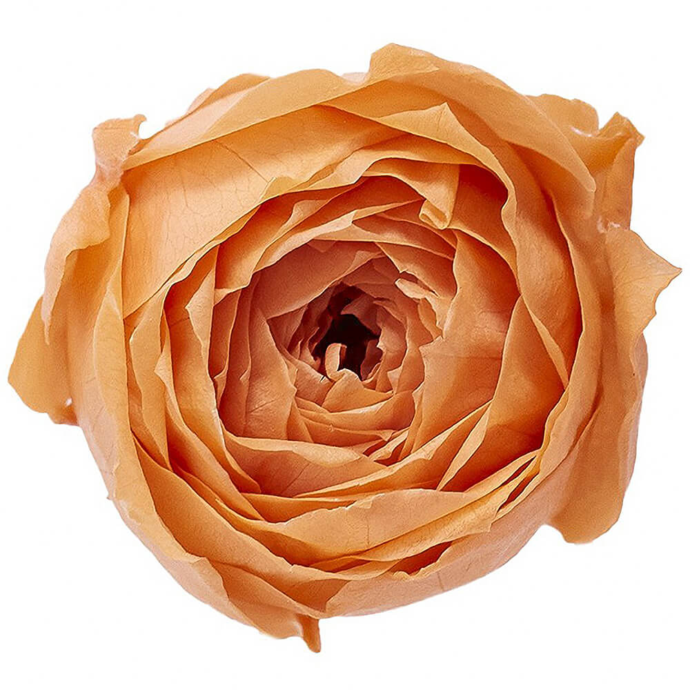 �������������åȡ�����ȥ���󥸡�9�ء��������ࡡDO002730-382�ڥץꥶ���֥ɥե���