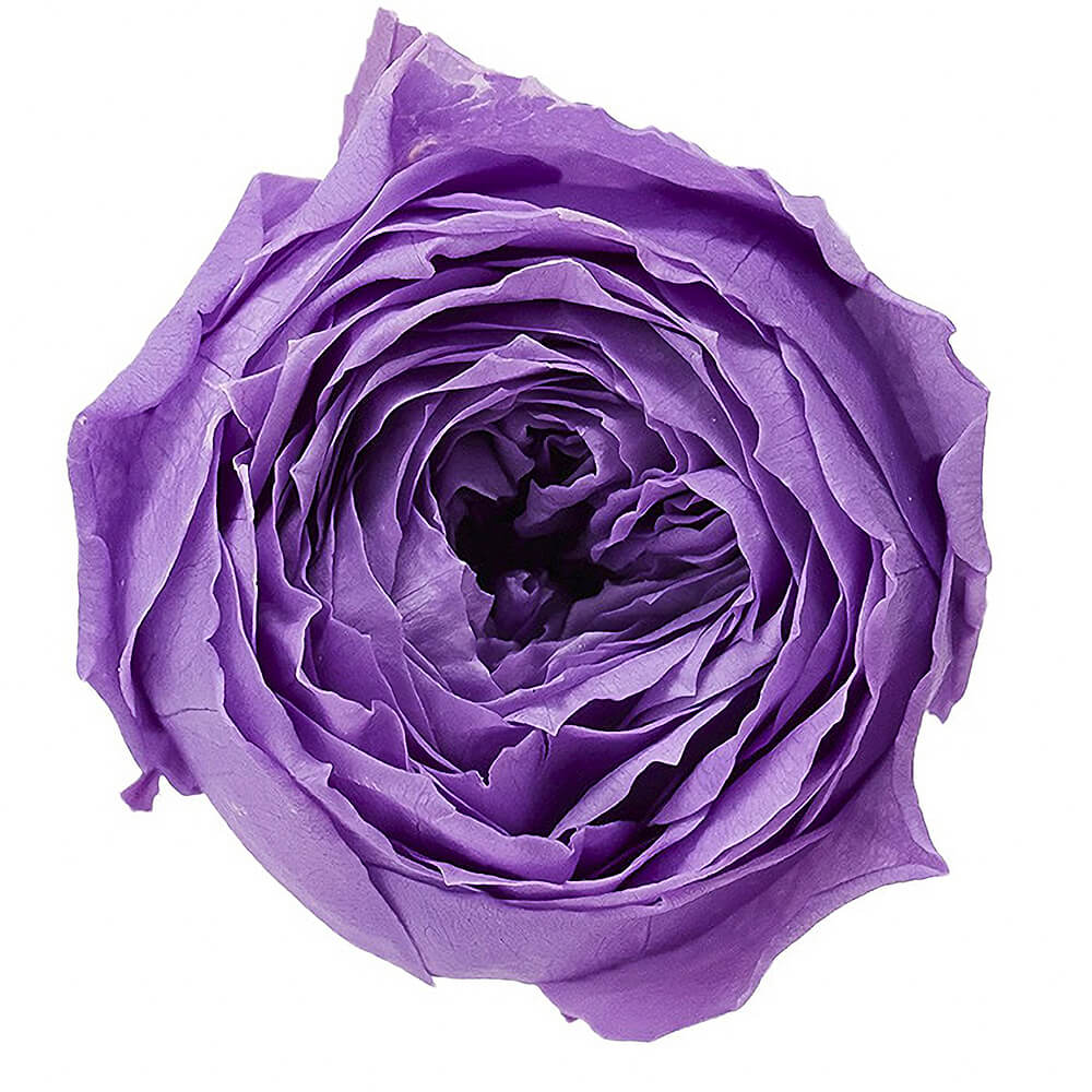 �������������åȡ���٥������9�ء��������ࡡDO002730-411�ڥץꥶ���֥ɥե���