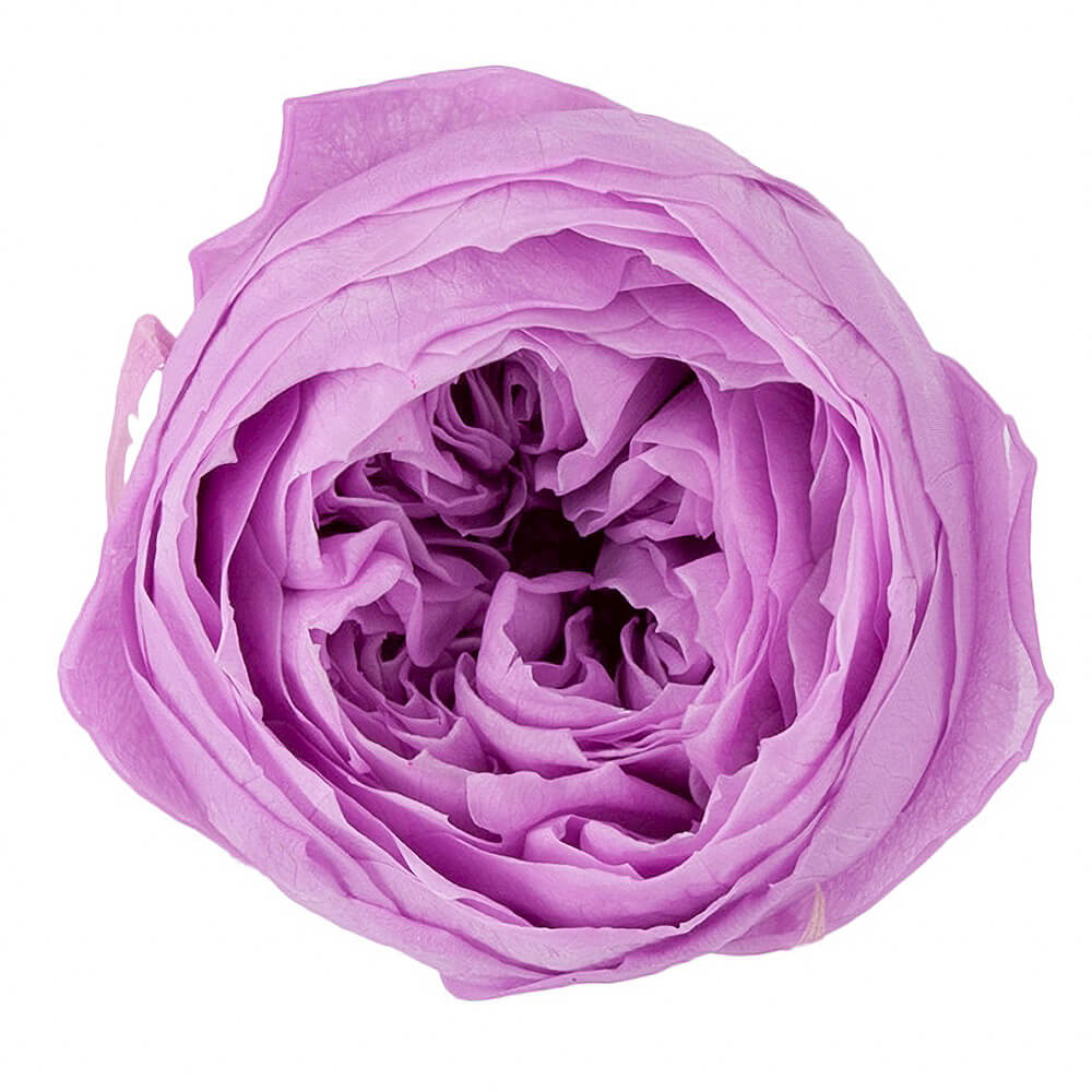 �������������åȡ����������ȥ饤��å���9�ء��������ࡡDO002730-451�ڥץꥶ���֥ɥե���