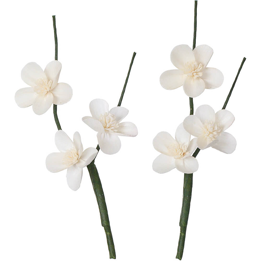 ����ѡ��ĥ��� �९2P��MCY-0557�ڥɥ饤�ե���