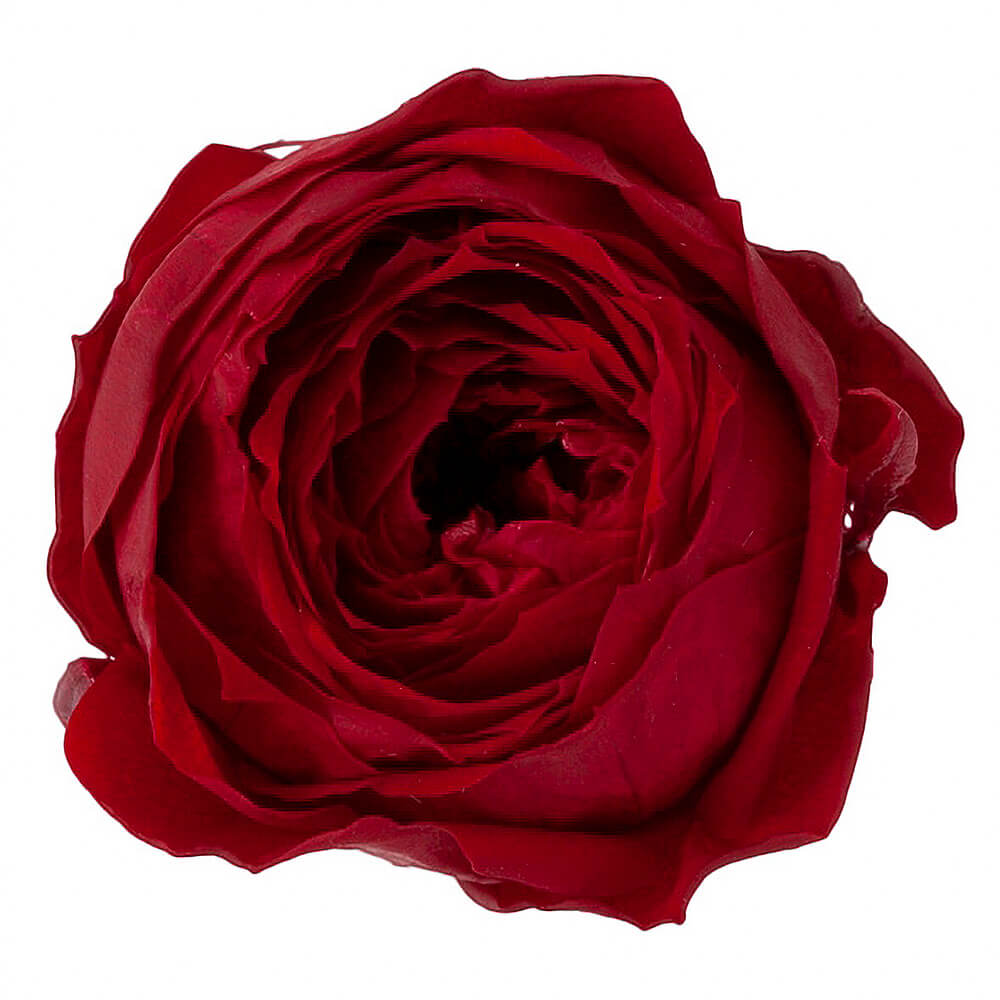 �������������åȡ��磻���åɡ�9�ء��������ࡡDO002730-471�ڥץꥶ���֥ɥե���