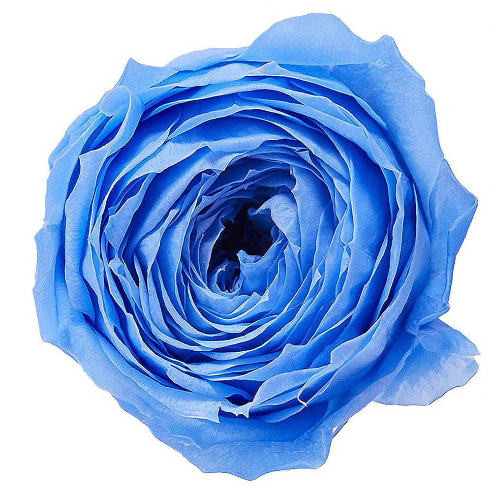 �������������åȡ��������֥롼��9�ء��������ࡡDO002730-651�ڥץꥶ���֥ɥե���