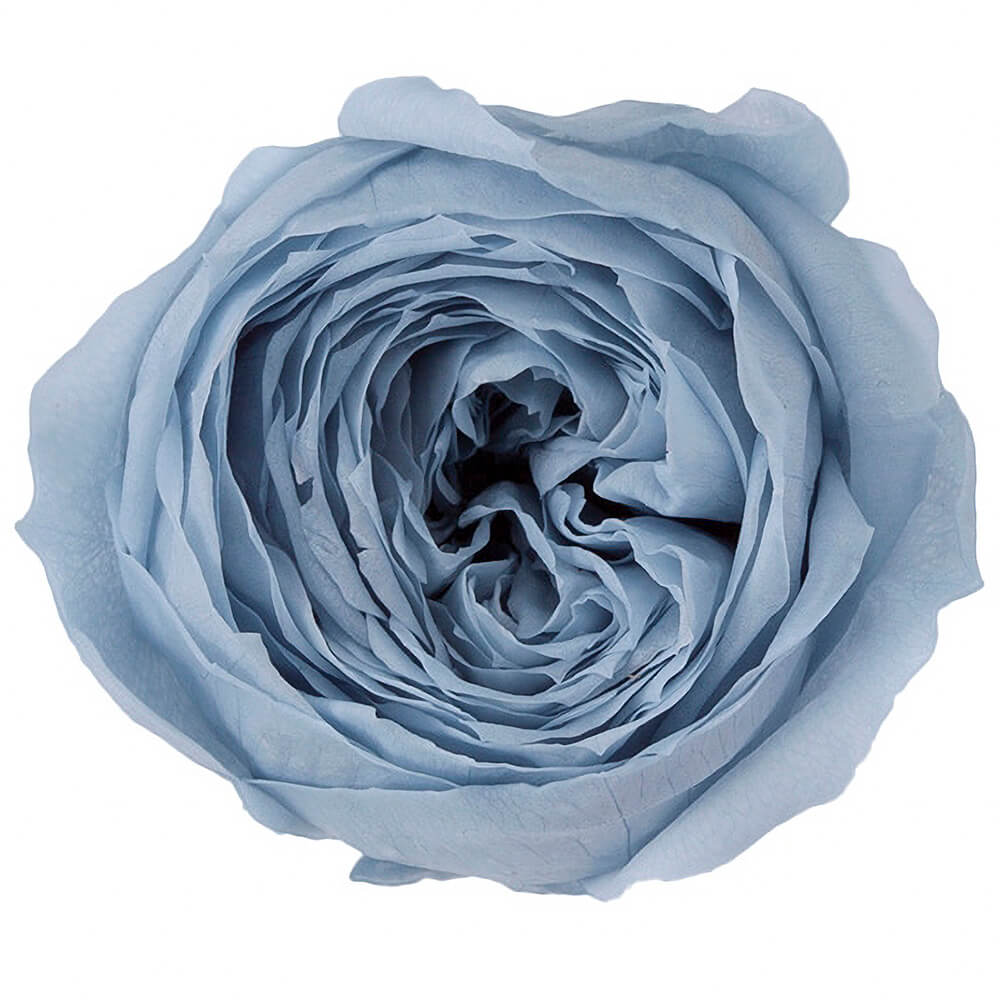 �������������åȡ��ߥ��ȥ֥롼��9�ء��������ࡡDO002730-671�ڥץꥶ���֥ɥե���