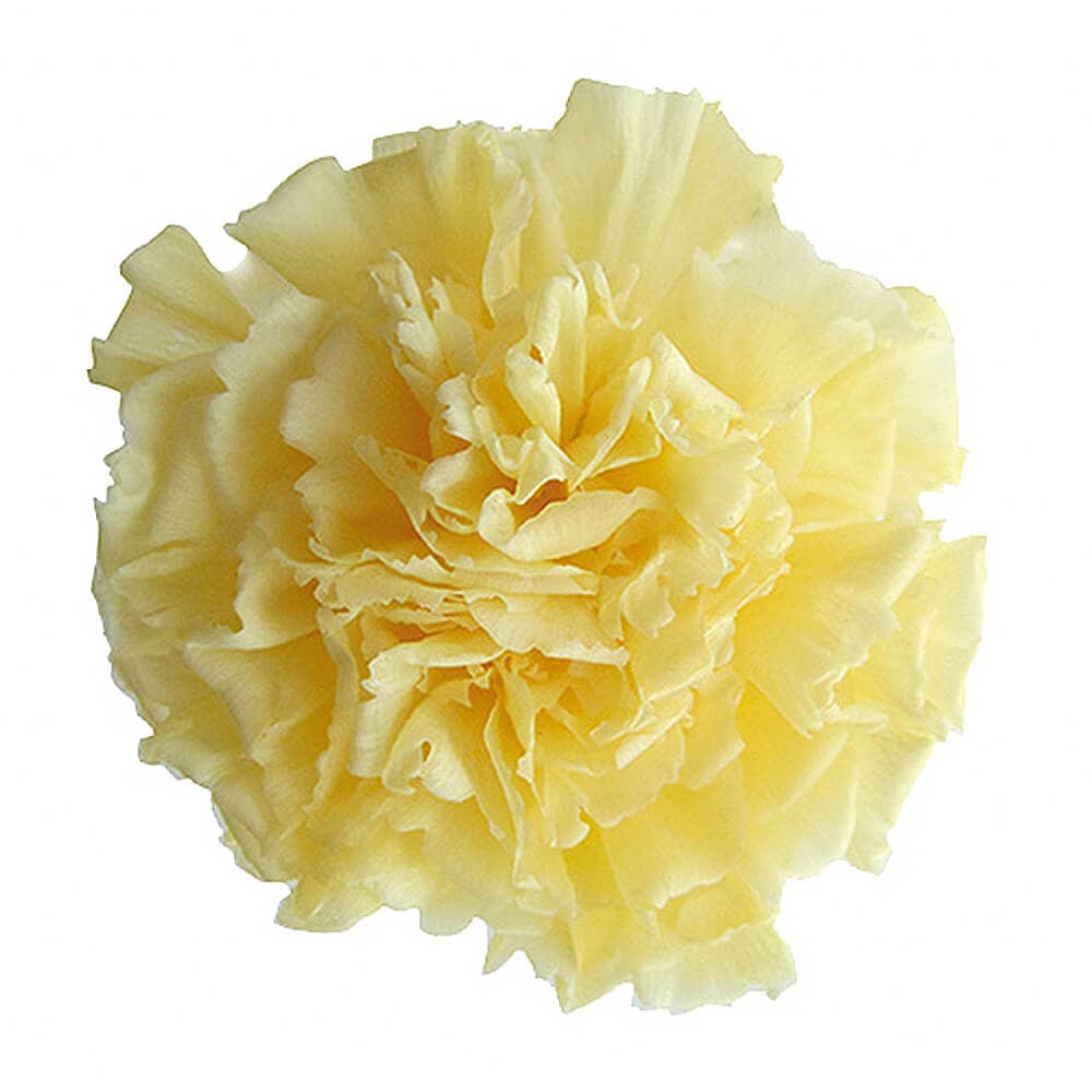 ミニカーネーション ソフトイエロー 12輪 フロールエバー FL001200-015