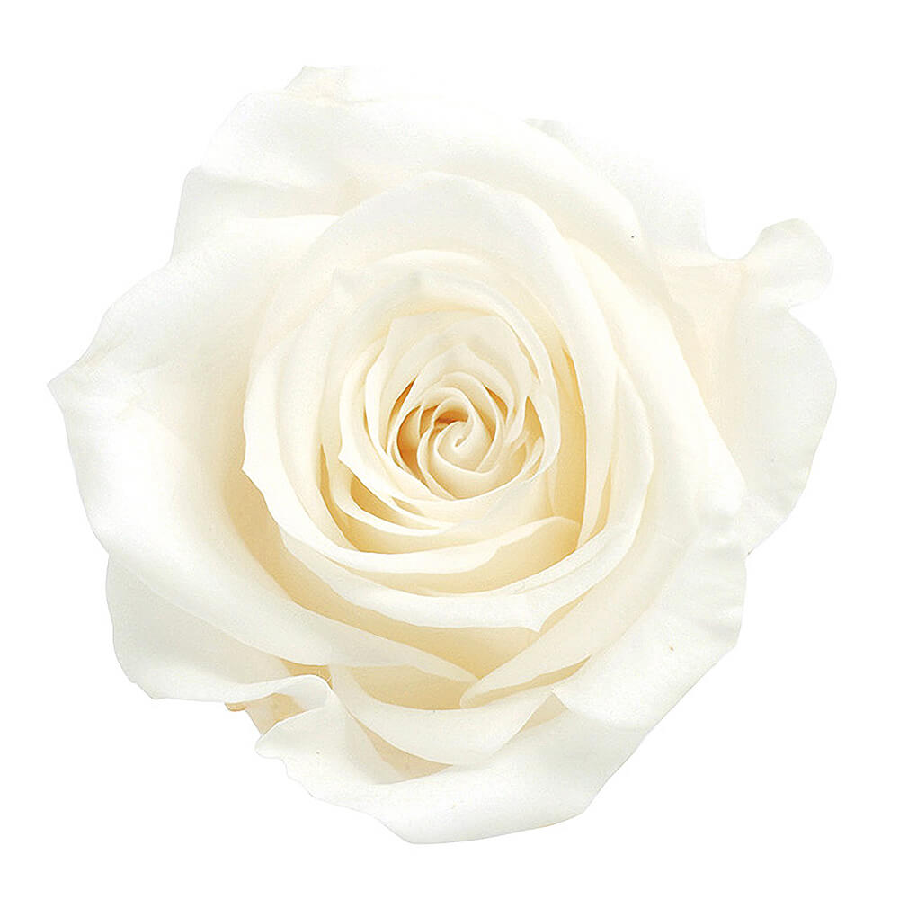 �������������ߡ��ԥ奢�ۥ磻�ȡ�9�ء��������ࡡDO003480-001�ڥץꥶ���֥ɥե���