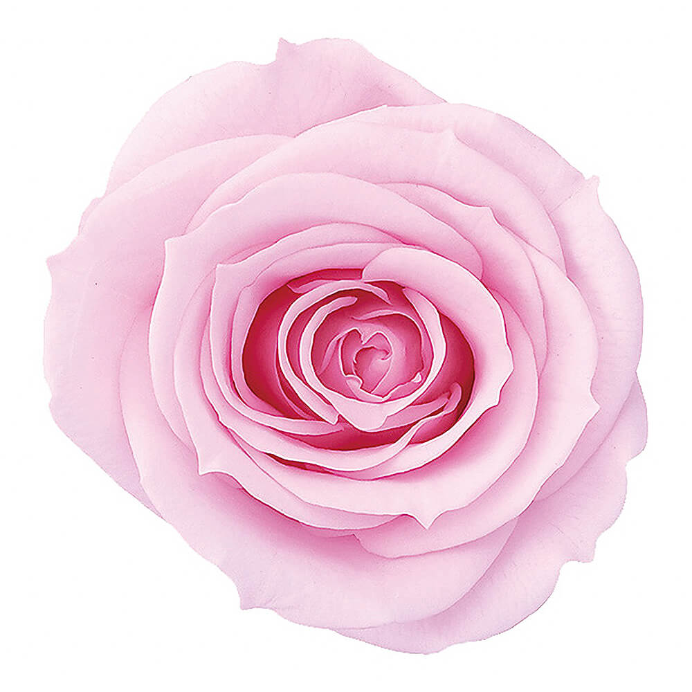 �������������ߡ����㡼�٥åȥԥ󥯡�9�ء��������ࡡDO003480-102�ڥץꥶ���֥ɥե���