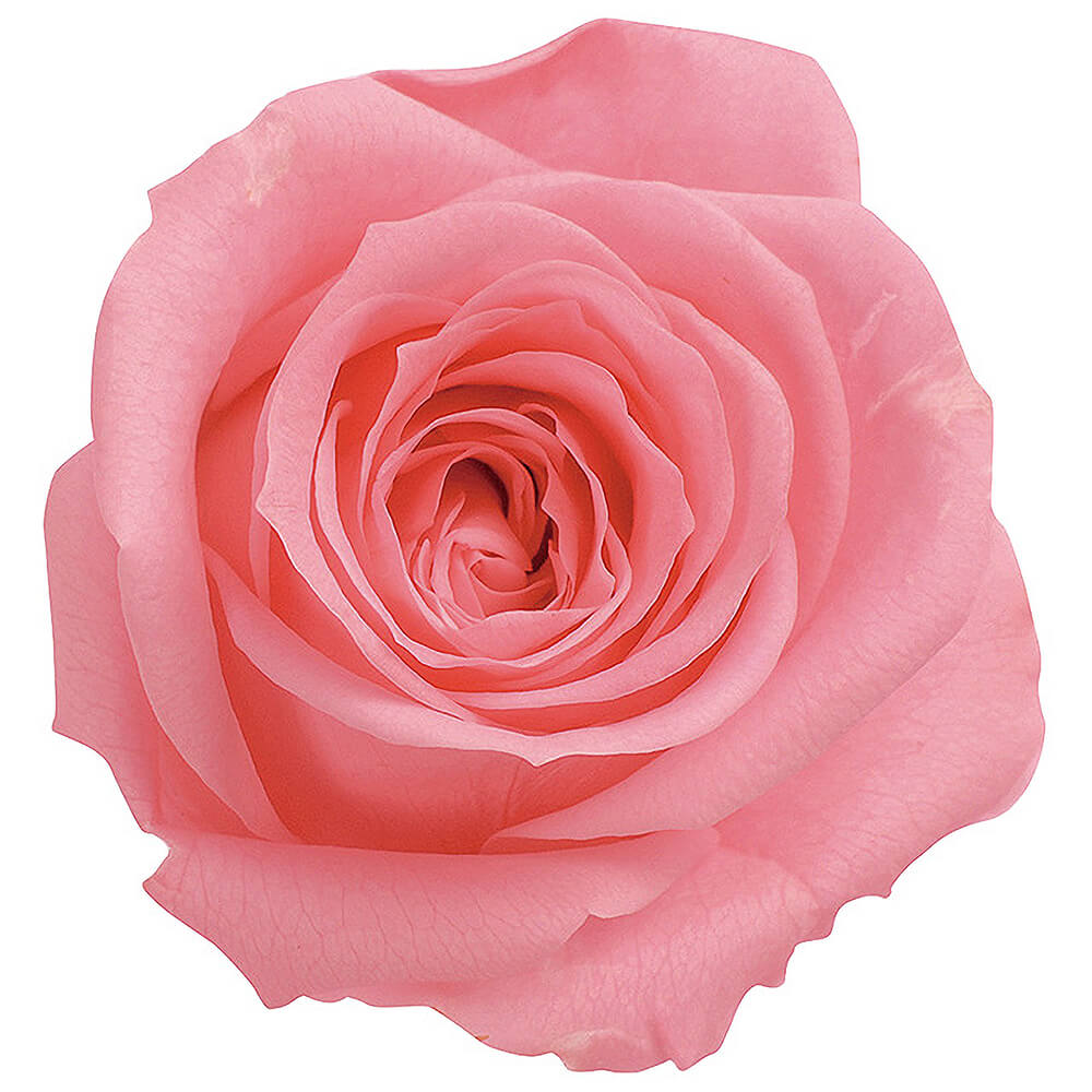 �������������ߡ������ǥ����ԥ󥯡�9�ء��������ࡡDO003480-121�ڥץꥶ���֥ɥե���