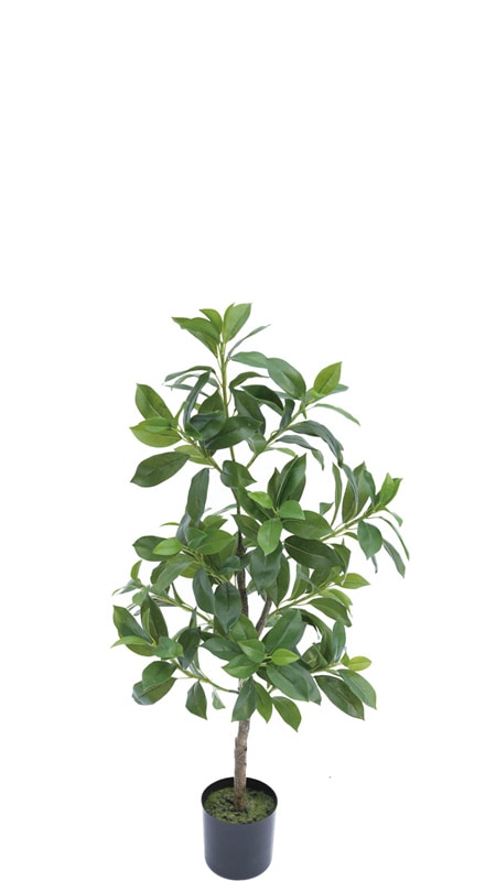 ե꡼󡡥եåʥʡڿ͹տʪ