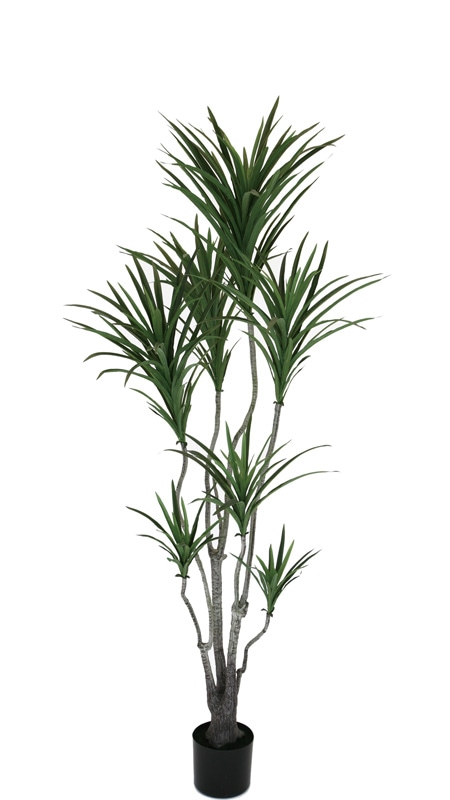 ե꡼󡡥󥷥1600ڥɥ饻ʡ󥷥ʡ͹ʪ¤֡