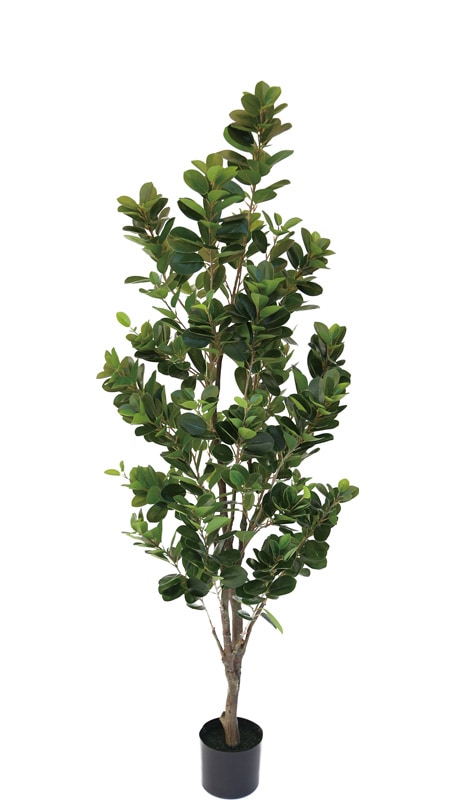 ե꡼󡡥ե󥹥1600ڿ͹ʪ¤֡