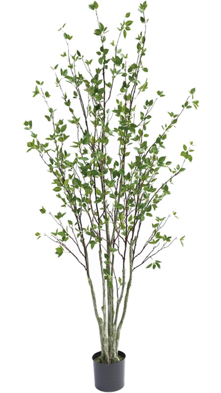 フェイクグリーン シャラ株立ち2100｜フェイクグリーン・人工観葉植物