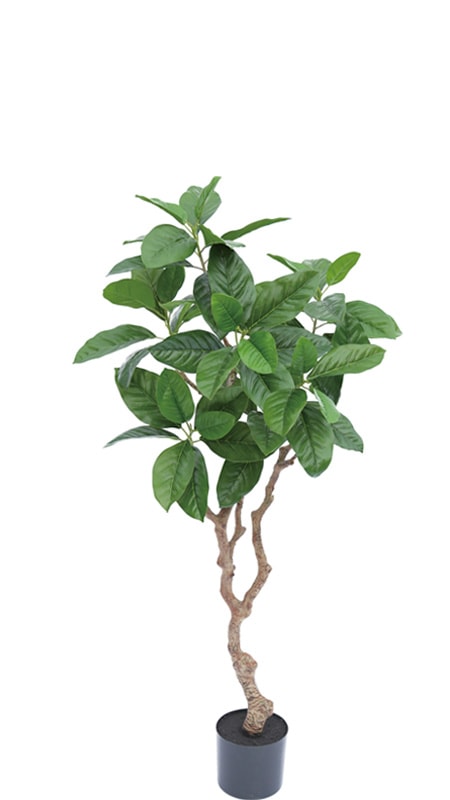 �ե��������꡼�󡡥ԥ�ݥ����1200�ڿ͹���ʪ��¤�֡�