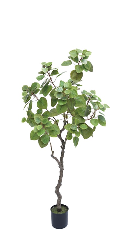 ե꡼󡡤ޤФ1200ڥե꡼󡦿͹տʪ