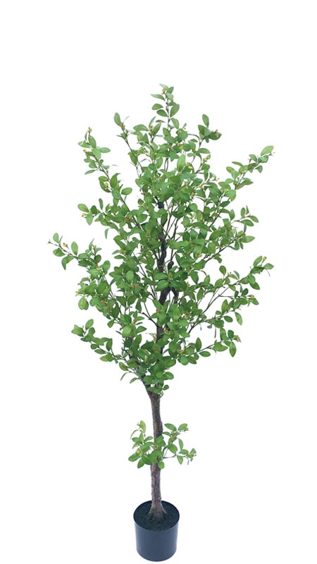 ͹տʪեåĥ꡼1700ڿ͹ʪ¤֡