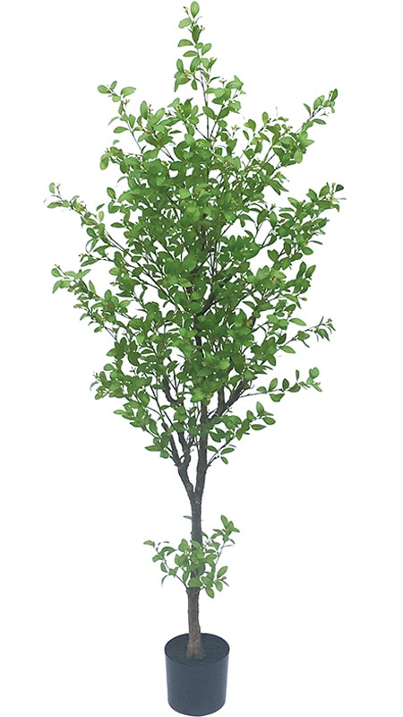 ͹տʪեåĥ꡼2100ڿ͹ʪ¤֡