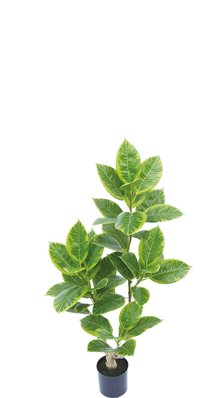 ����ƥ���900�ե��������꡼��ڿ͹����տ�ʪ��