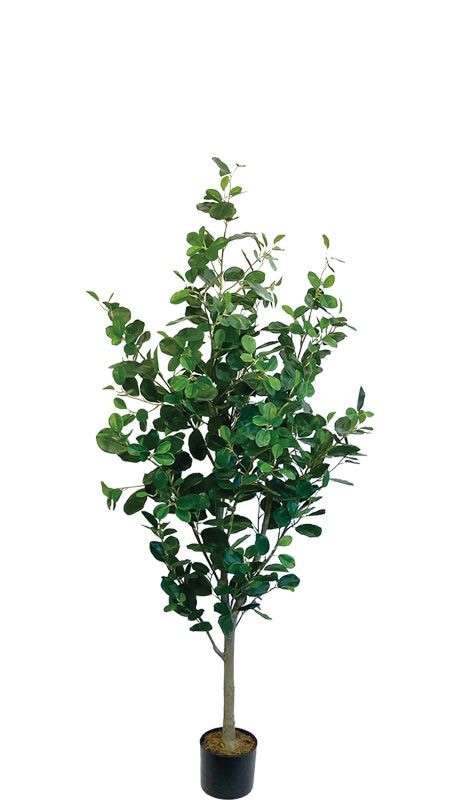 ե󥹥1550ե꡼ڿ͹տʪ