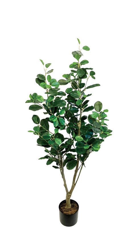 観葉植物　フランスゴムの木　鉢植え　インテリアグリーン 観葉植物 フランスゴムの木 7号 ノーマル プラスチック鉢 | 観葉植物