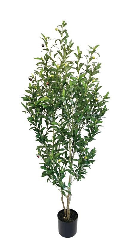 ꡼1800ե꡼ڿ͹տʪ