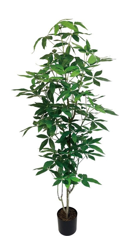 �ѥ���1800�ե��������꡼��ڿ͹����տ�ʪ��