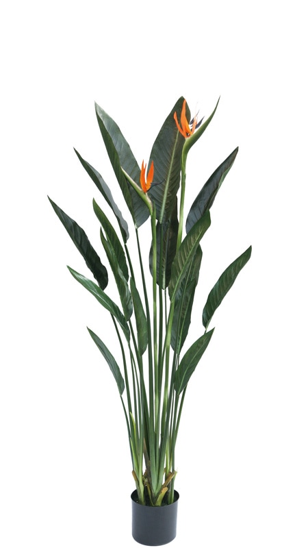 ե꡼󡡥ȥ1300ڥȥ˳Ļ֡͹ʪ¤֡