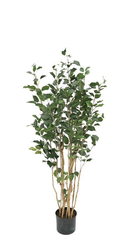 �ե��������꡼�󡡥٥󥸥�ߥ�1200�ڥե��å������٥󥸥�ߥʡ��͹���ʪ��¤�֡�