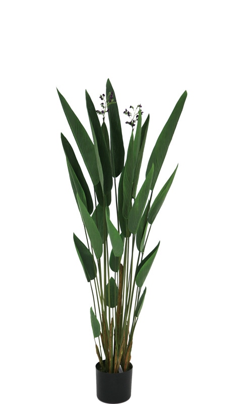 ե꡼󡡥1250ڥߥʡ͹ʪ¤֡