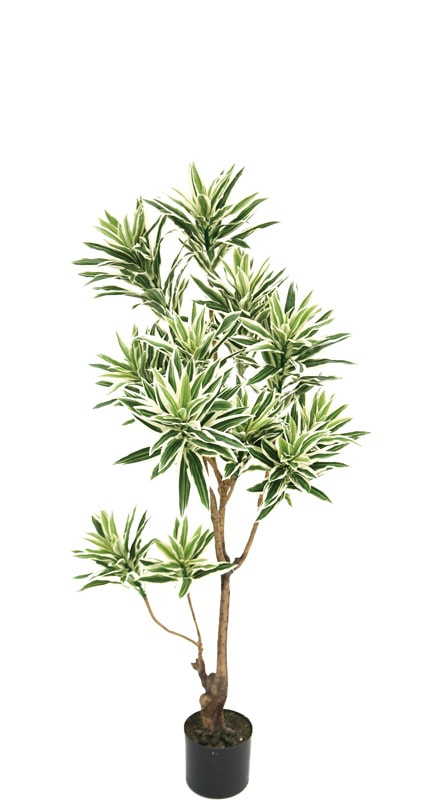 �ե��������꡼�󡡥���ǥ���1250�ڥ��󥰥��֥���ǥ������͹���ʪ��¤�֡�