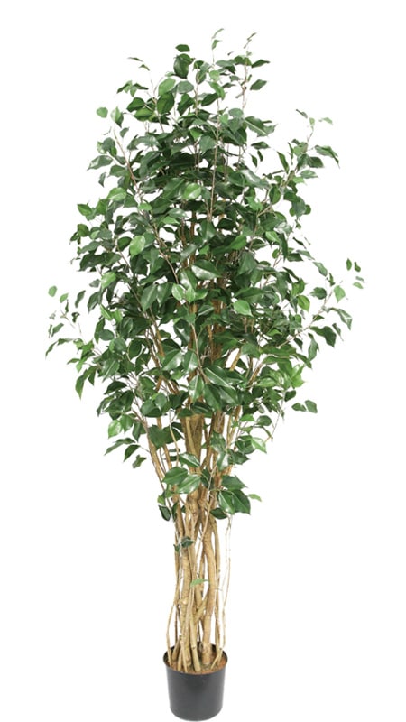 ե꡼󡡥٥󥸥ߥ1800ڥեå٥󥸥ߥʡ͹ʪ¤֡